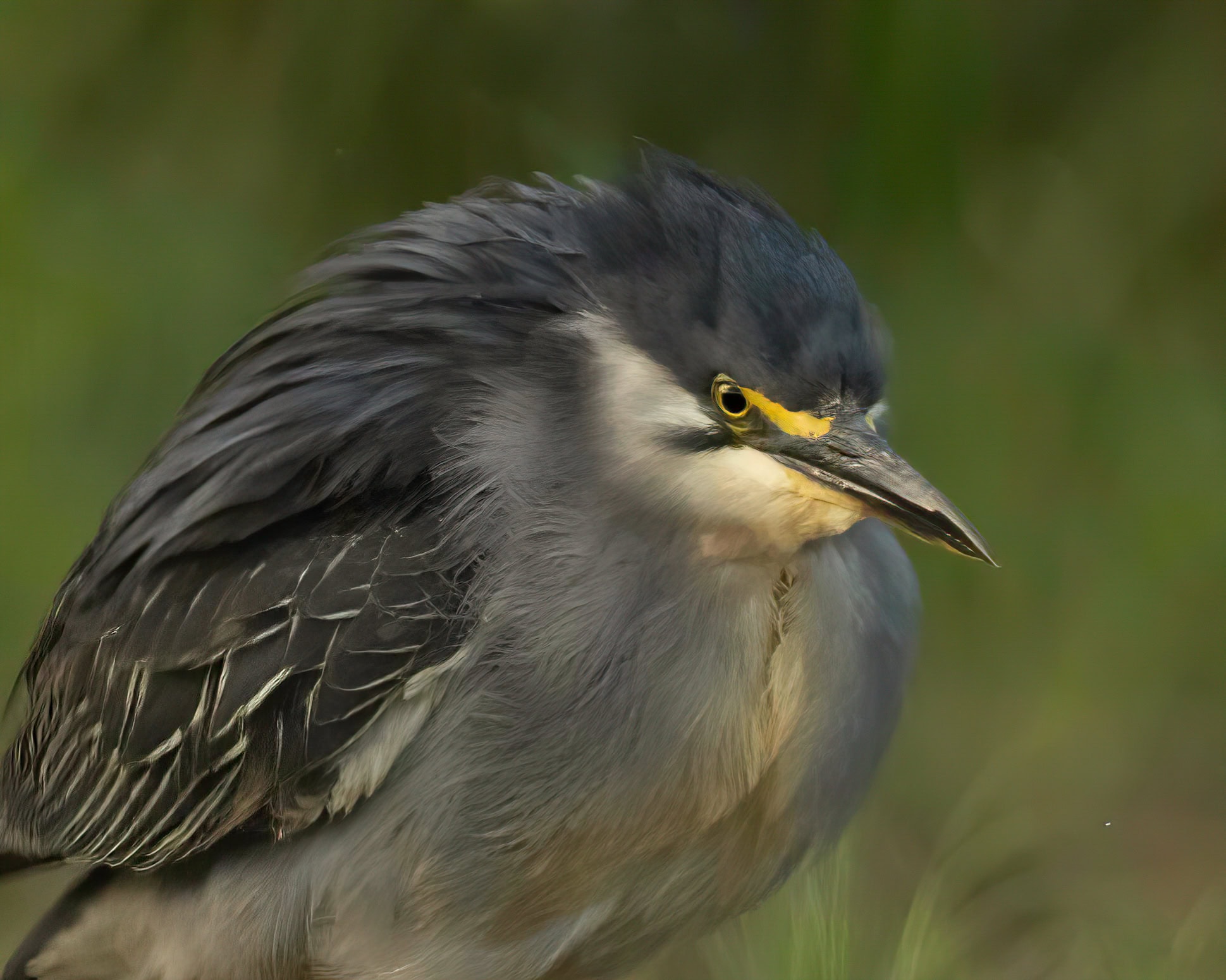 wildlife of Zimanga image 10